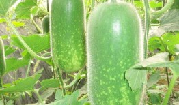 52每日大瓜视频 吃料,揭秘娱乐圈幕后真相，带你领略明星生活点滴